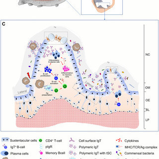 PLOS Pathogens Top 10% - PLOS Collections