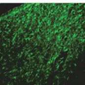 Stem Cell Plasticity in Tissue Repair and Regeneration - PLOS Collections