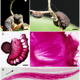 PLOS ONE 10 Year Anniversary Collection: New Species - PLOS Collections